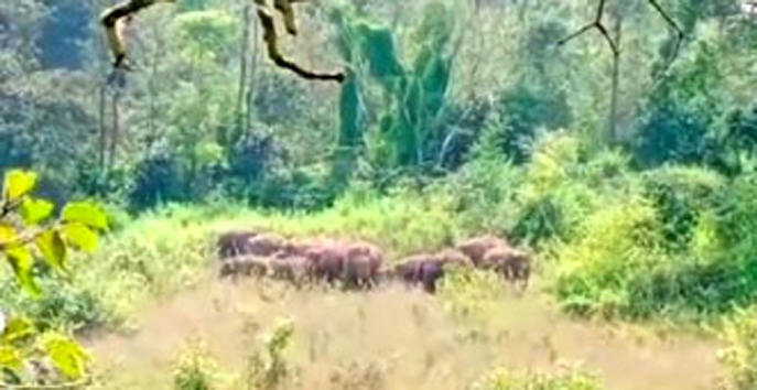 ಕಾಫಿನಾಡಿಗೆ ಲಗ್ಗೆ ಇಟ್ಟಿರುವ ಬೀಟಮ್ಮ ಗ್ಯಾಂಗ್